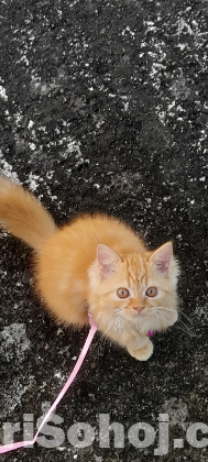 Pure long breed 3 coded Persian cat